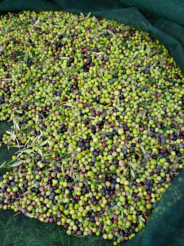 olivesmall11