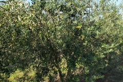 olivesmall7